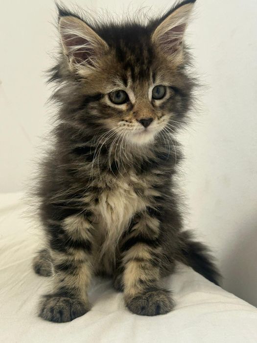 Linda gatinha tabby