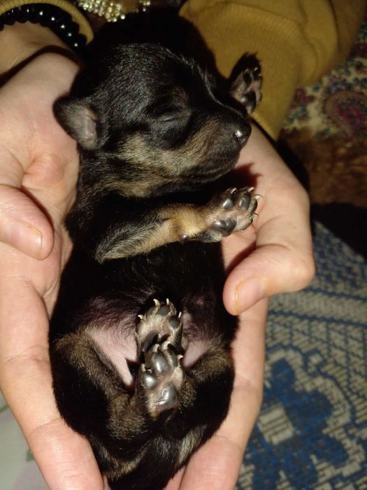 Бронь на щеночков той терьера