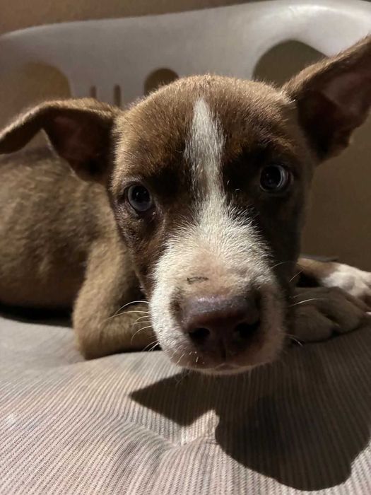 Cães para oferecer