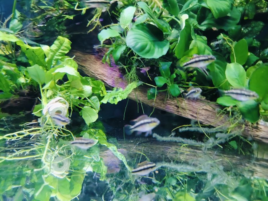 Barwniak czerwonobrzuchy