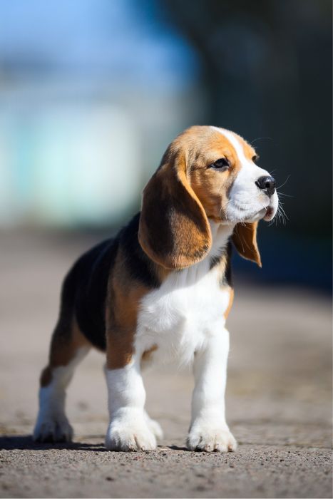 Маленький бігль 2,5 місяці