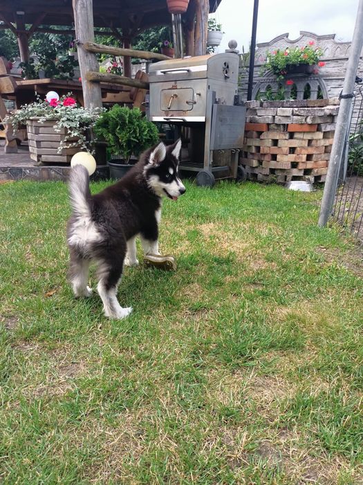 Syberian Husky Sunia