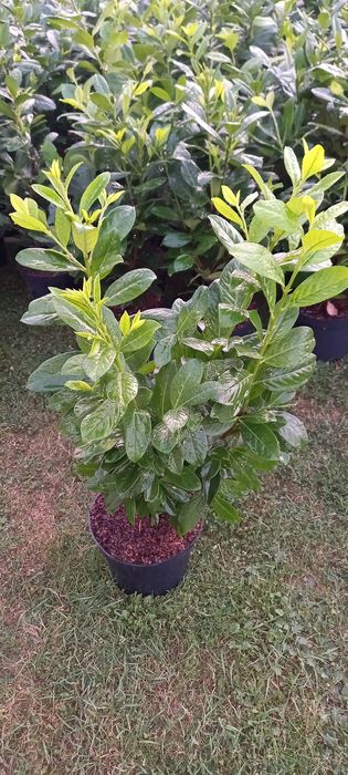 Laurowiśnia Novita/ RED EMPEROR w doniczka C5,