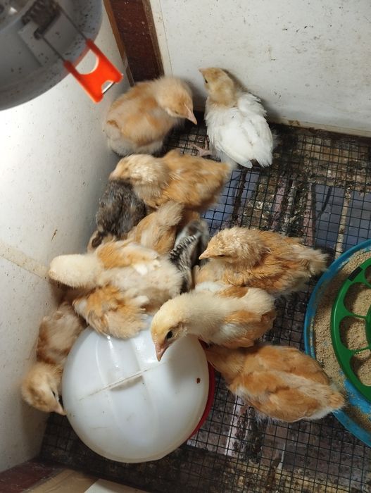 Ovos Férteis Orpington Amarela