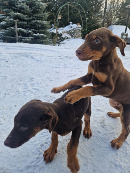 Добермани(МЕТИСИ)