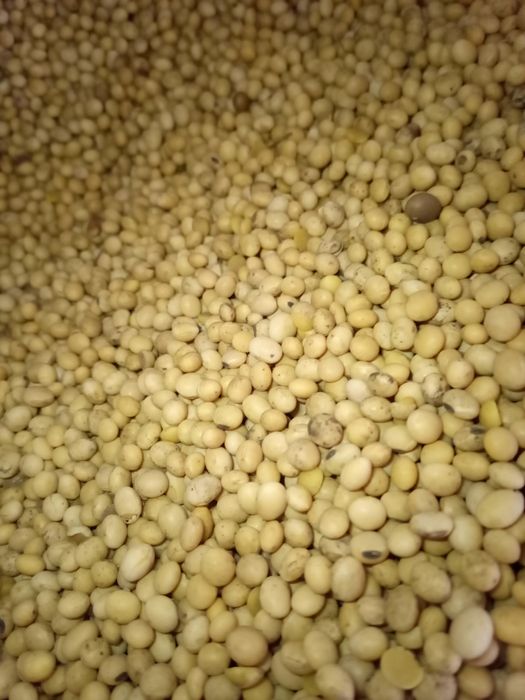 Продаж сої ГМО суха