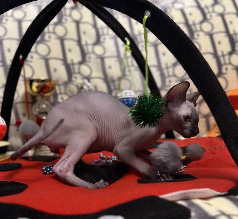 Клубные котята Канадский сфинкс