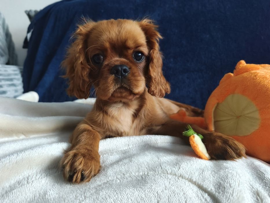 Cavalier King Charles Spaniel