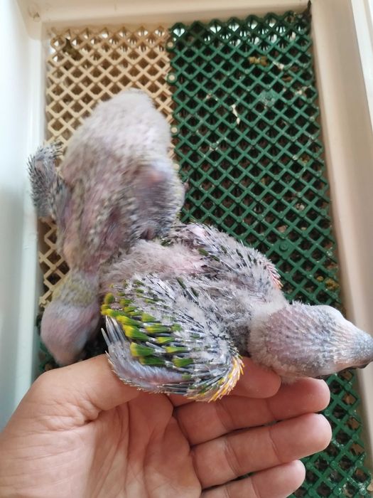 Papagaios bebés