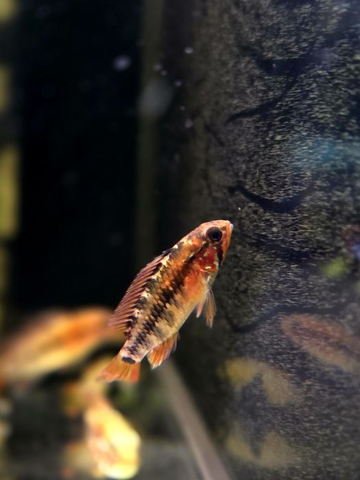 Apistogramma viejita red (pielęgniczka)