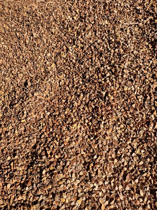 Sprzedam.  owies , gryka  żyto i słome  w małej kostce