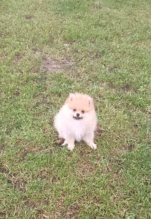Szpic Pomeranian