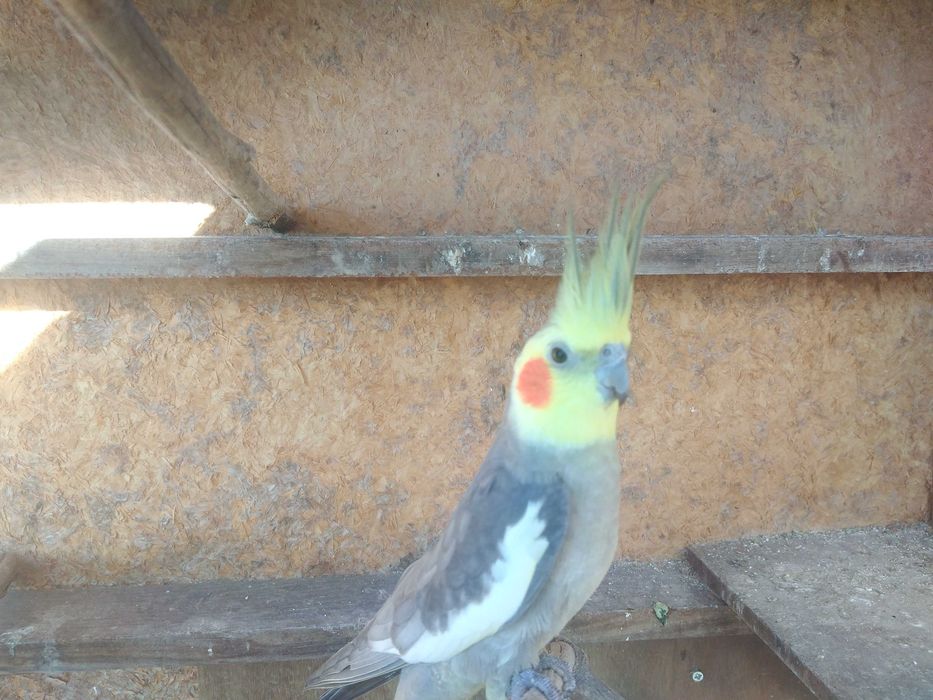 Disponíveis caturras de 2025