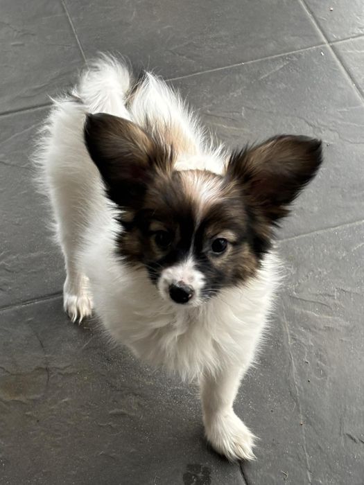 Suczka papillon - spaniel kontynentalny