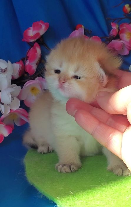 Ручные лапули, котята золотая шиншилла