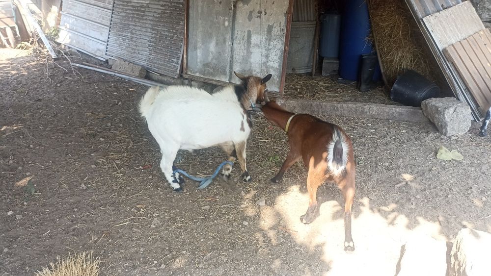 Casal cabras anãs