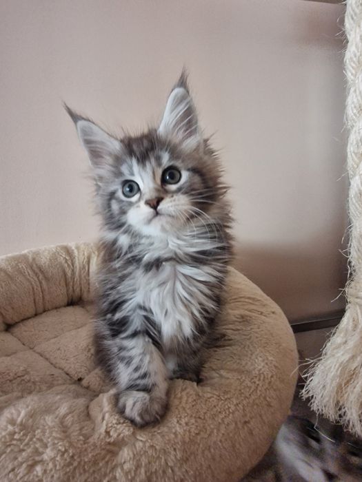 Maine coon kotka kocięta