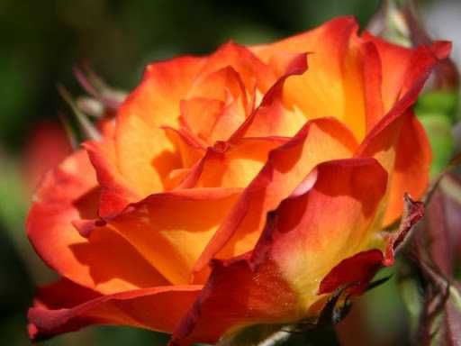 Roseira que dá ROSAS de FOGO, flores lindissimas Apenas envios