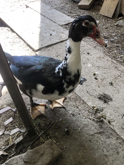 Индоутки, немецкой тяжелой породы