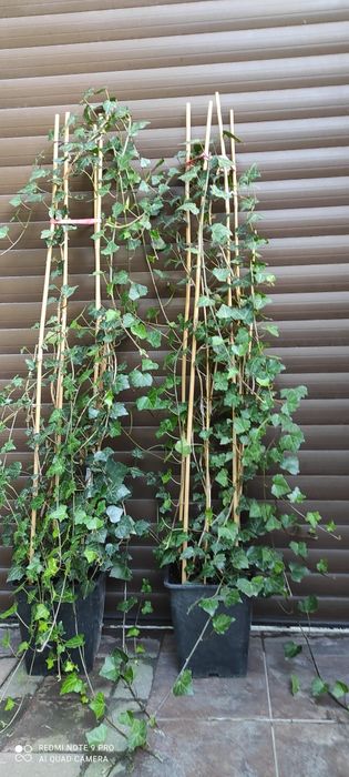 Bardzo duże bluszcze Hedera Helix 200cm-300cm