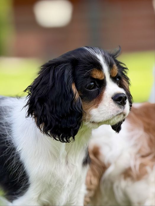 Cavalier King Charles Spaniel