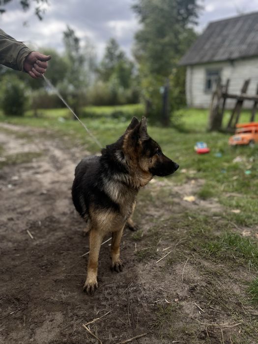 Німецька вівчарка