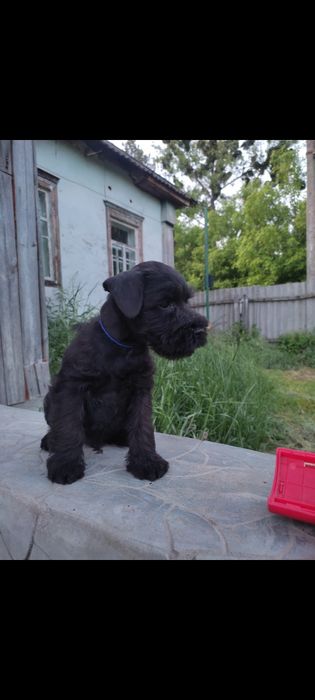 Цвергшнауцер цуценята чорного забарвлення