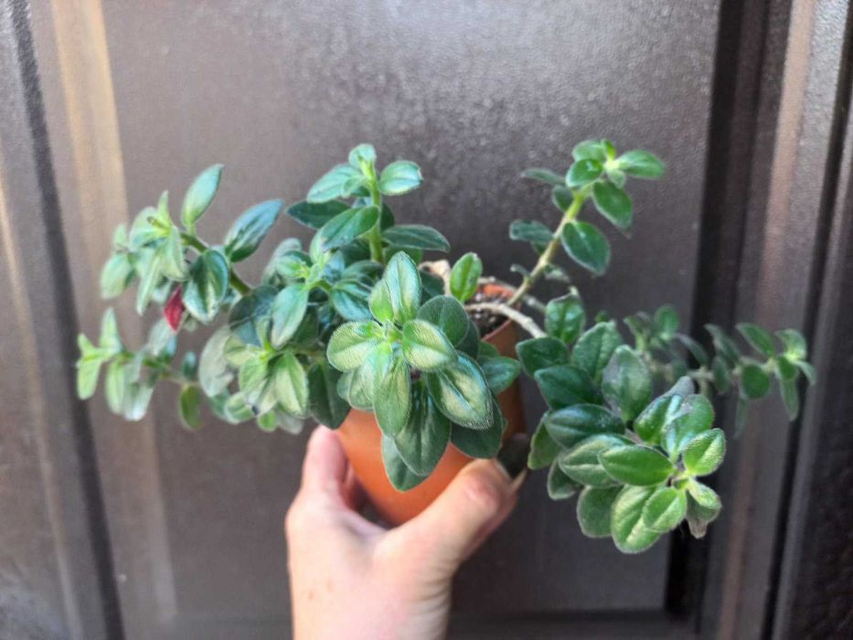 Колумнея Hirta Кімнатні рослини