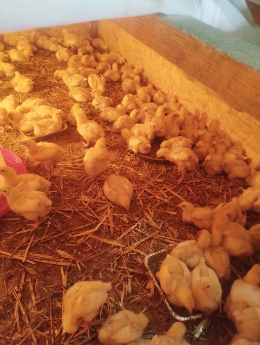 Kurczak Broiler tygodniowy 2 tygodnie