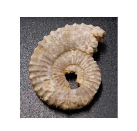 Lote de 10 Fósseis : Amonites, Belemnite, Gastrópode