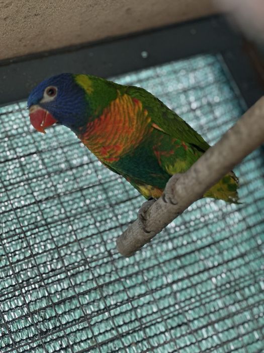 Loris Do Ano Passado