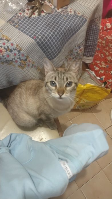 Proteção Pós-falecimento: Gestão de Legados, Cuidados para Pets e Homenagens