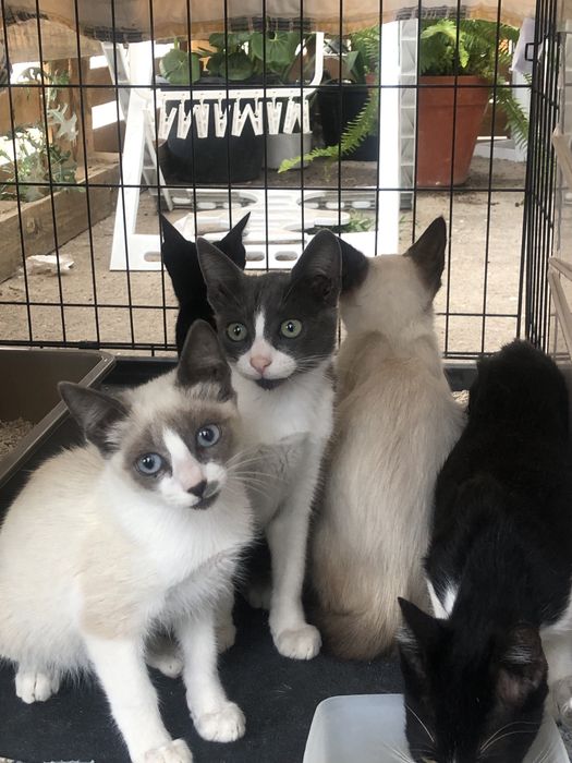 Gatos bebes para adocao