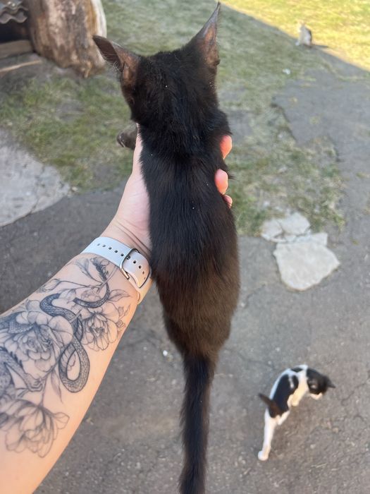 Отдам котят в хорошие руки БЕСПЛАТНО