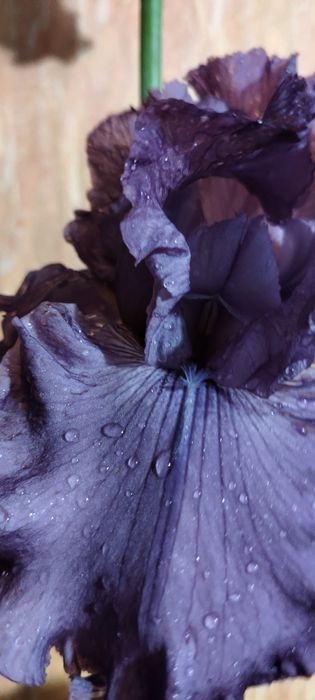 Іриси садові сортові високі 35 грн