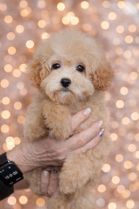 Щенята  мальтіпу