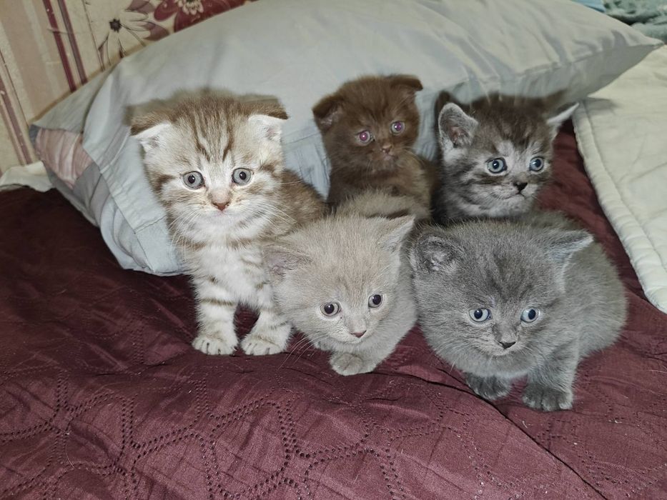 Шотландський кіт для вязки