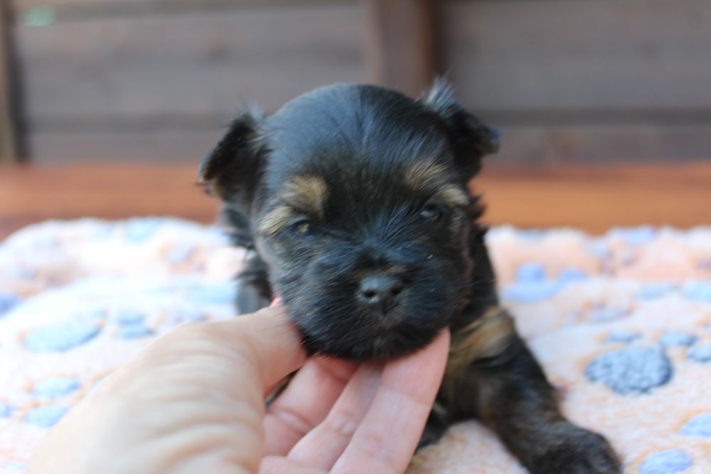 Yorkshire Terrier Carrier mini