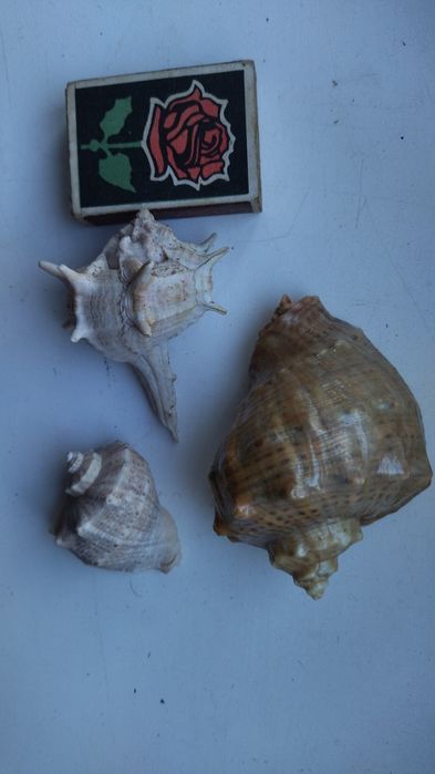 Ракушки для декора 50 грн за всё!