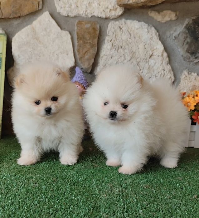 Пухнасті ,як хмаринки