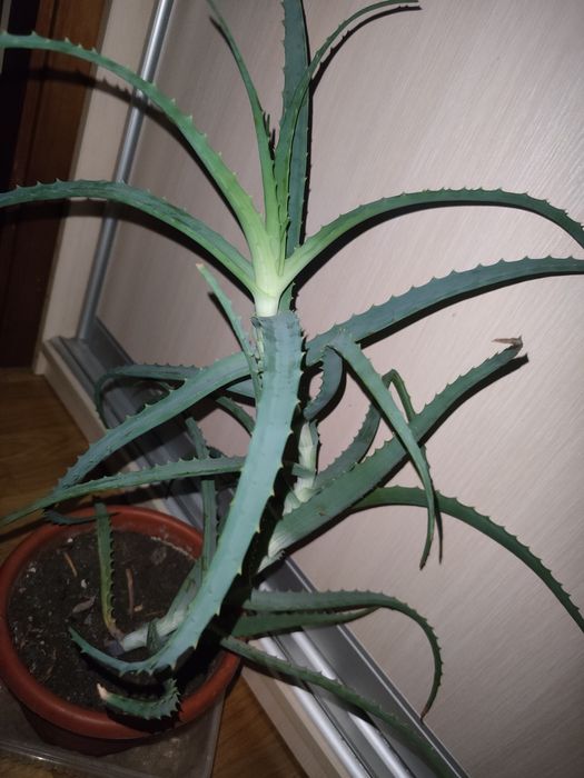 Алое, каланхое, лікувальна рослина