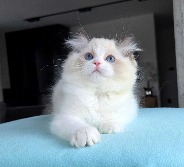 Ragdoll kotka z rodowodem FPL.
