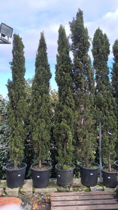 Cupressus Sempervirens Totem