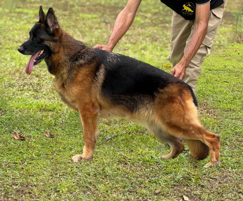 Owczarek niemiecki FCI