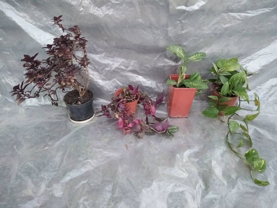 Комнатный цветок восковик традесканция декабрист алое хойа сансивиерия