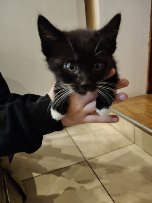 Віддам котиків з передової