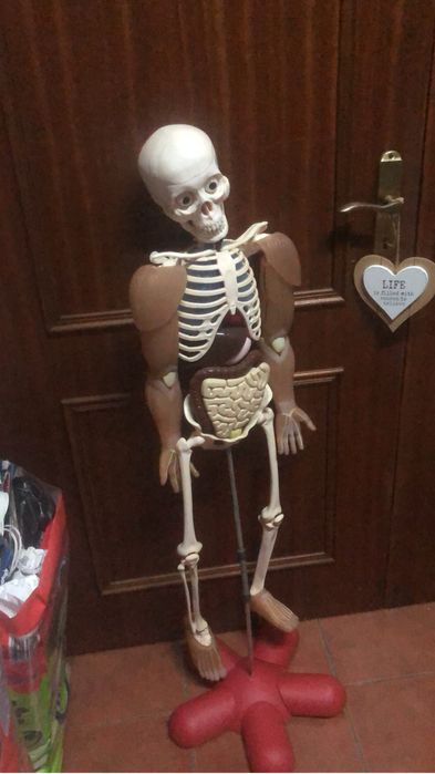 Coleçao Completa Corpo Humano NG