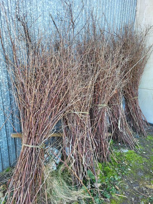 ODDAM gałęzie - mirabelka