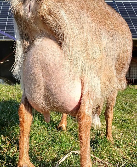 kozy młode sprzedam