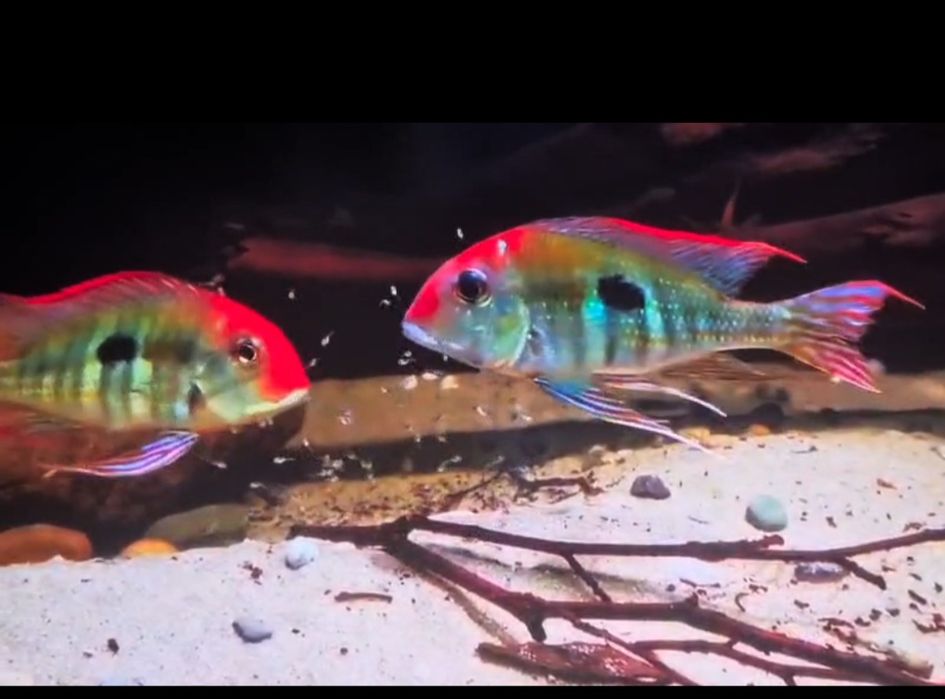 Geophagus Red head Tapajos 5/7cm